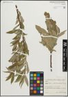 Foto von Salix pseudomedemii E. L. Wolf